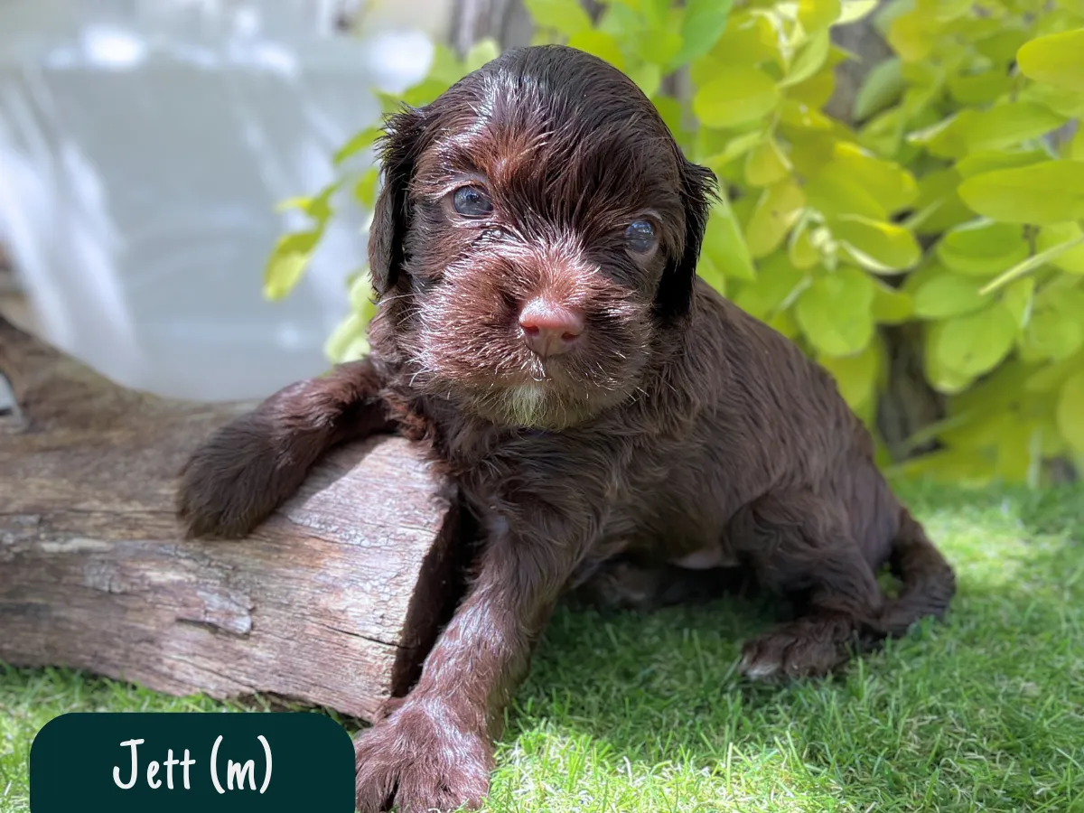 f1-cavoodle-melbourne