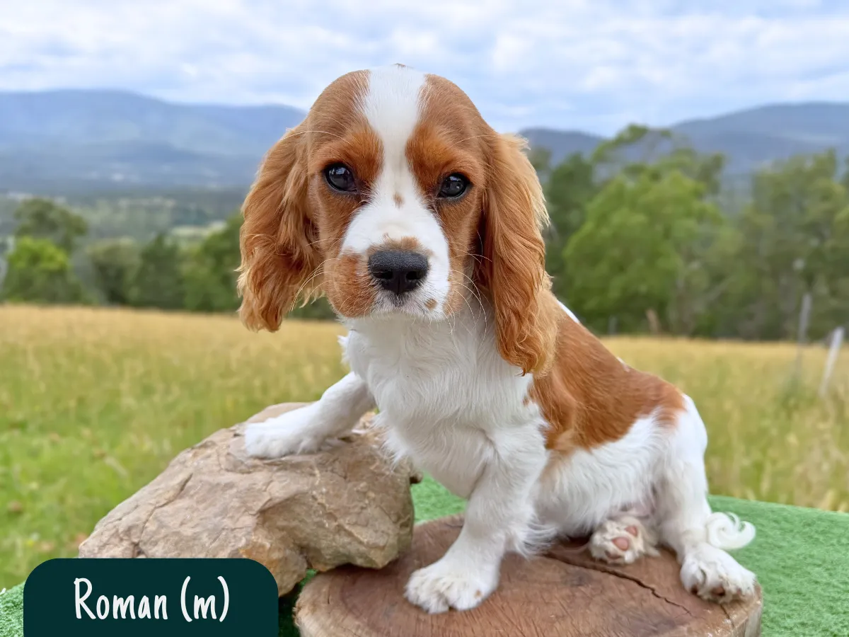 king-charles-cavalier-puppies