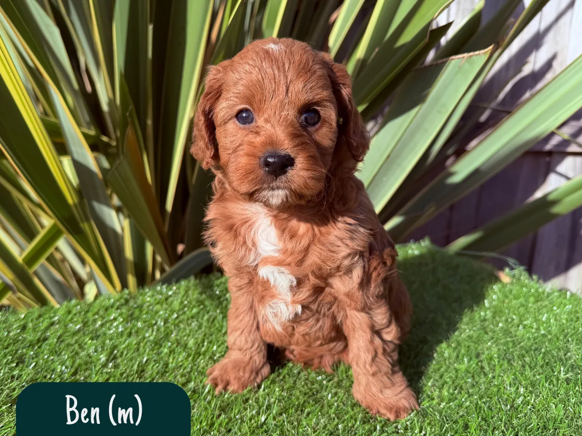 cavoodle-puppies-available