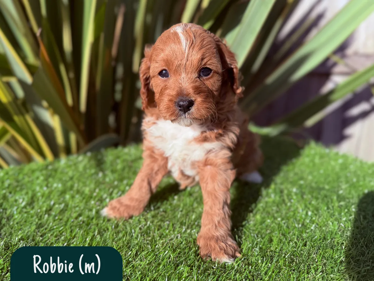 cavoodle-puppies-available