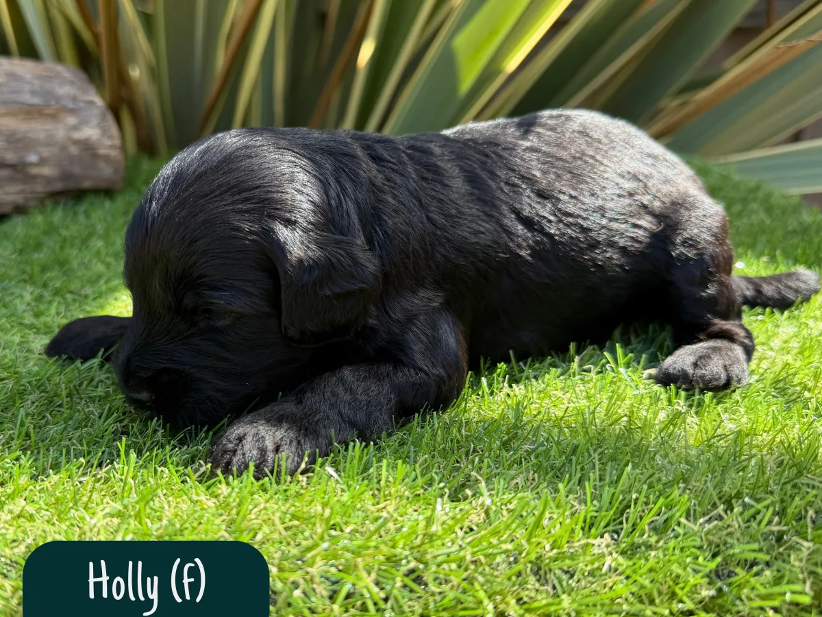 bordoodle-puppies-for-sale