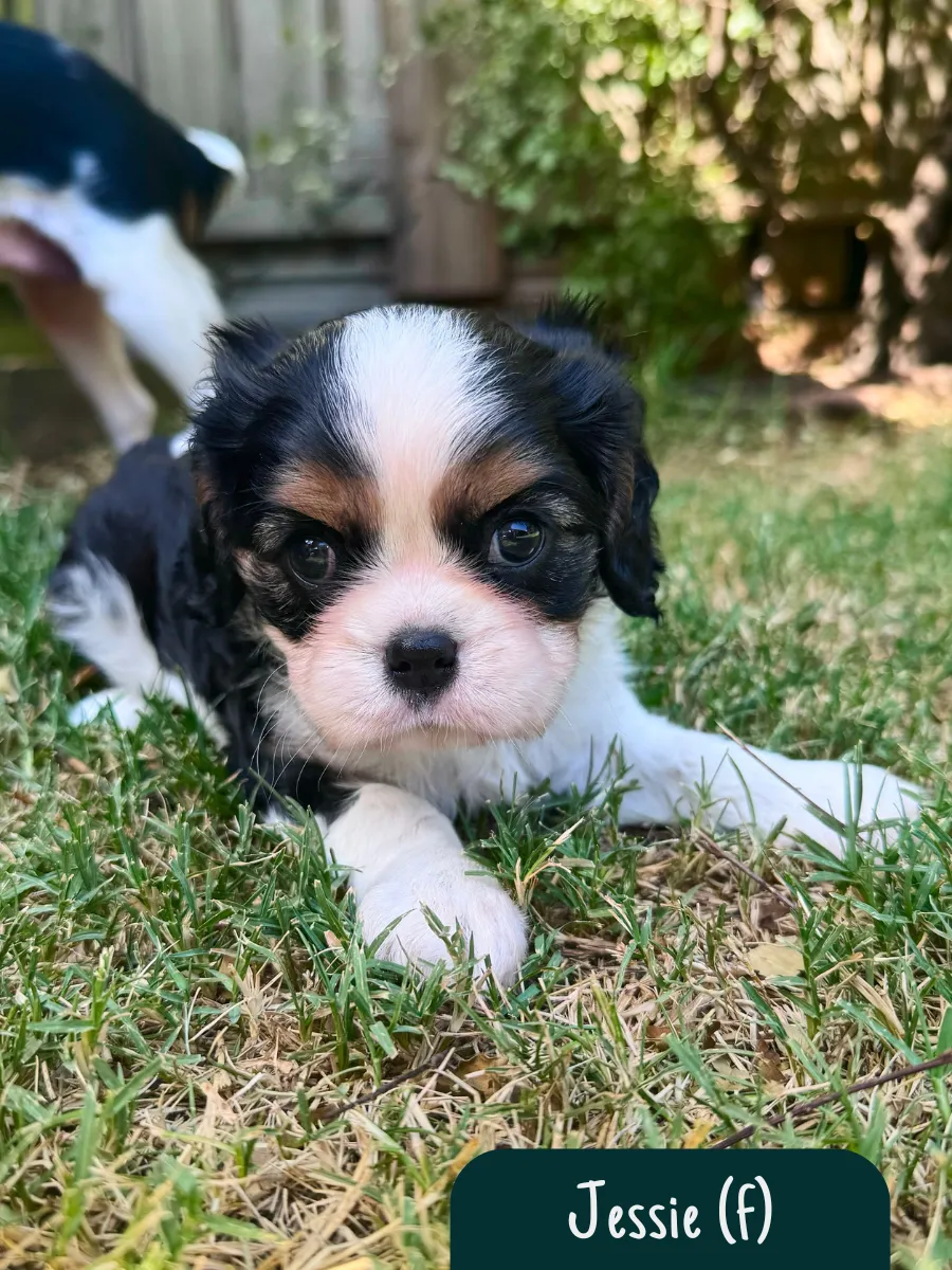 cavalier-puppies-melbourne-victoria