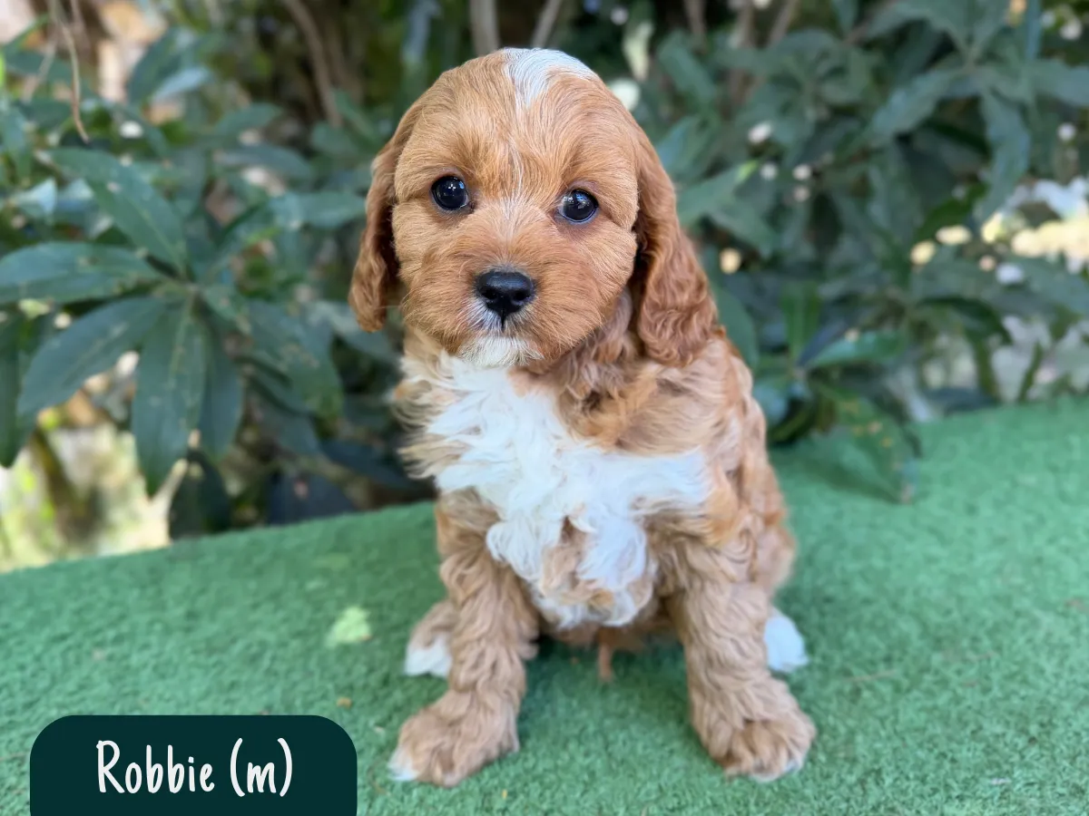 cavoodle-puppies-available