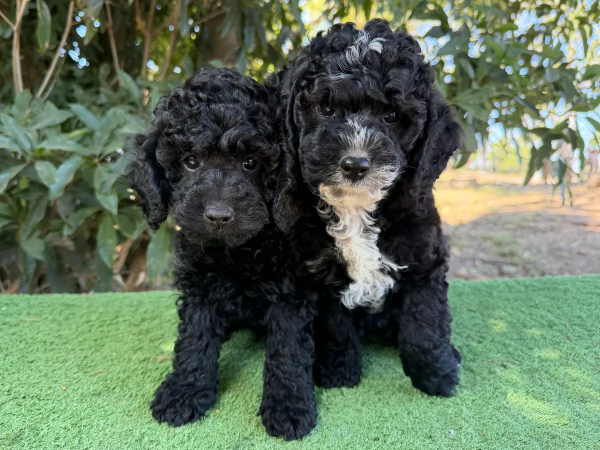 f1b-cavoodles-melbourne