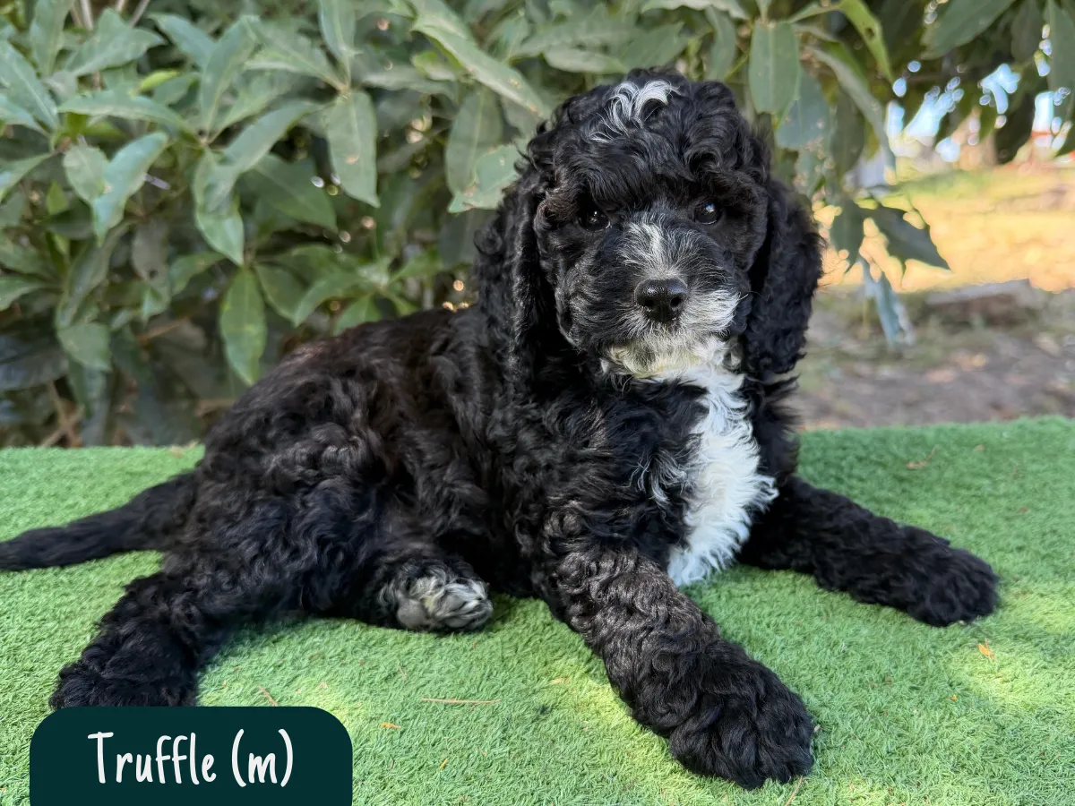 cavoodle-puppies-available