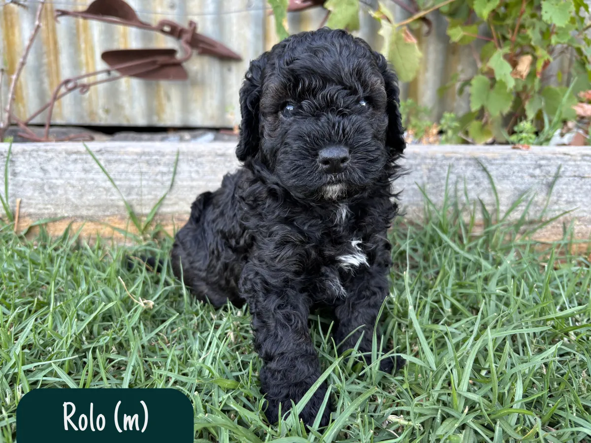 f1b-cavoodle-puppies