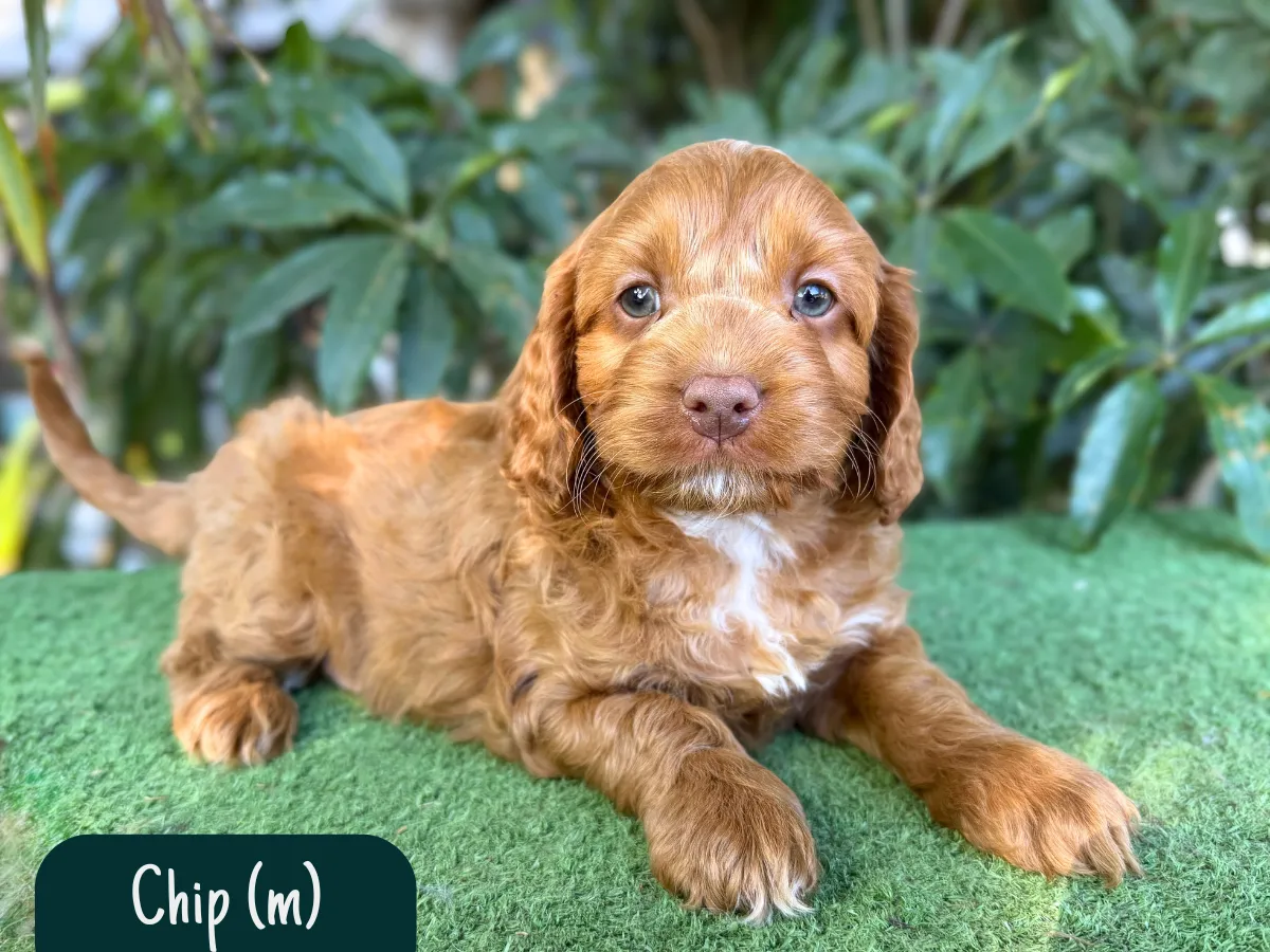 f1-cavoodle-melbourne