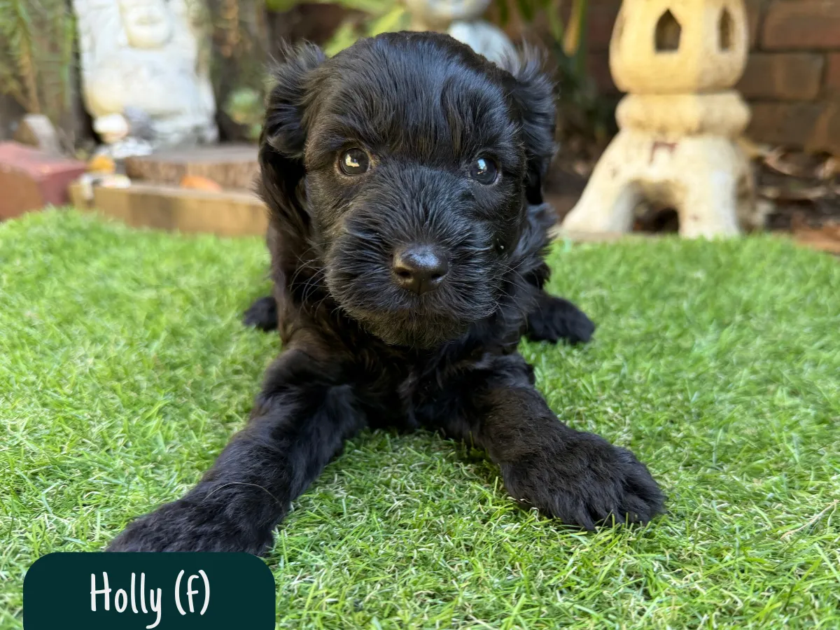 bordoodle-puppies-for-sale