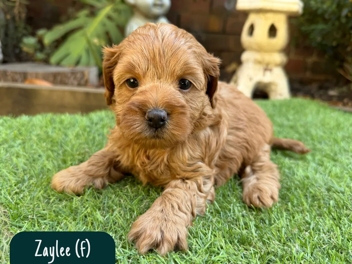 cavoodle-puppies-melbourne