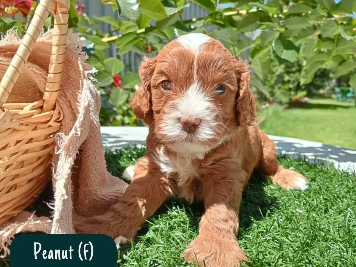 f1-cavoodle-puppy