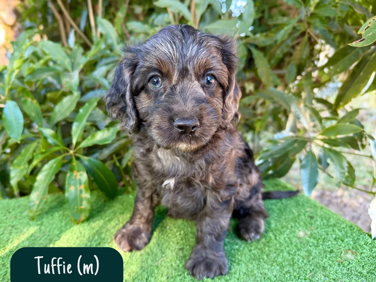 f1-cavoodle-melbourne