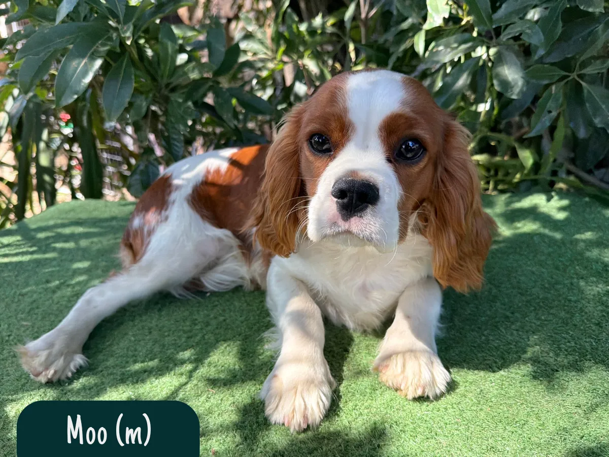 cavalier-king-charles-pups