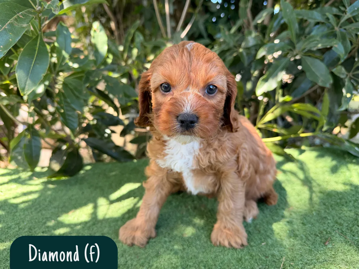 f1-cavoodle-puppy