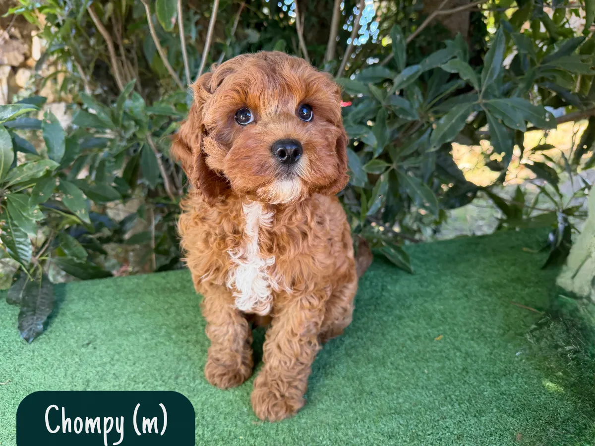 cavoodle-puppies-available
