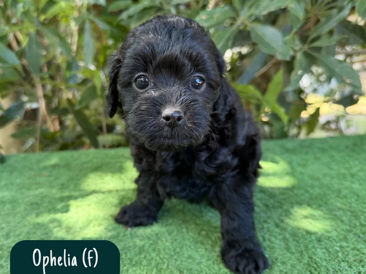 cavoodle-puppies-melbourne