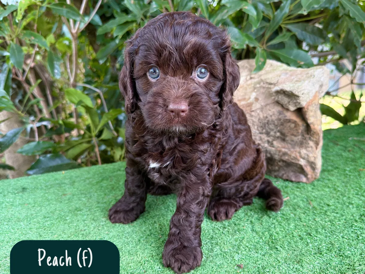 cavoodle-pups-available