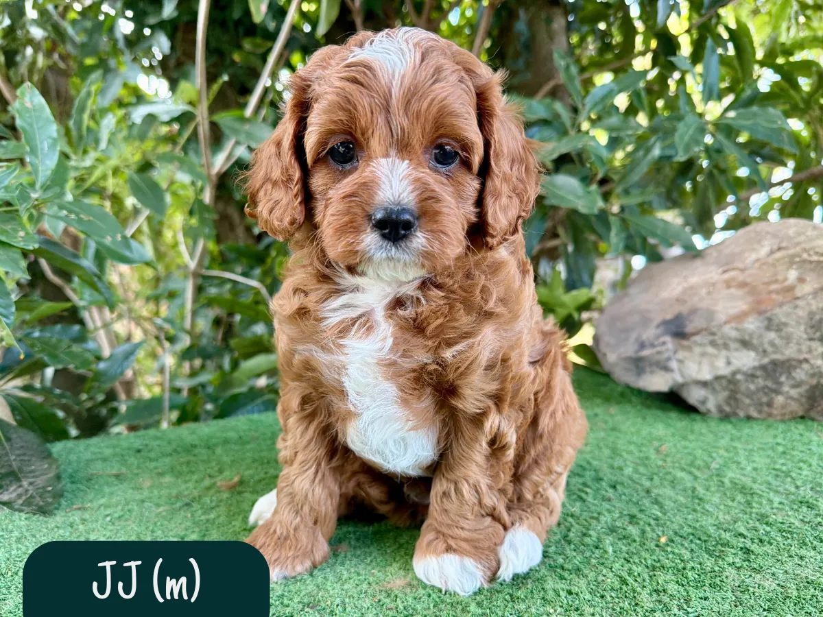 cavoodle-puppies-available