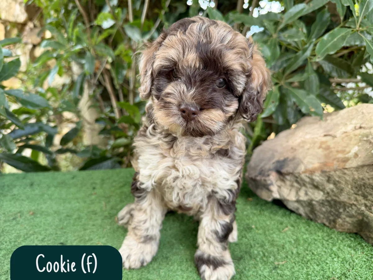 f1b-cavoodle-puppies