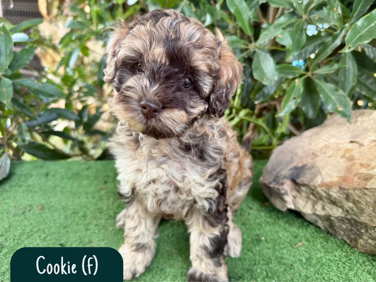 f1b-cavoodle-puppies