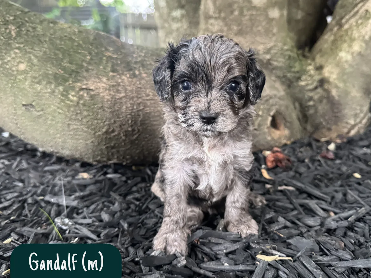 cavoodle-pups-victoria
