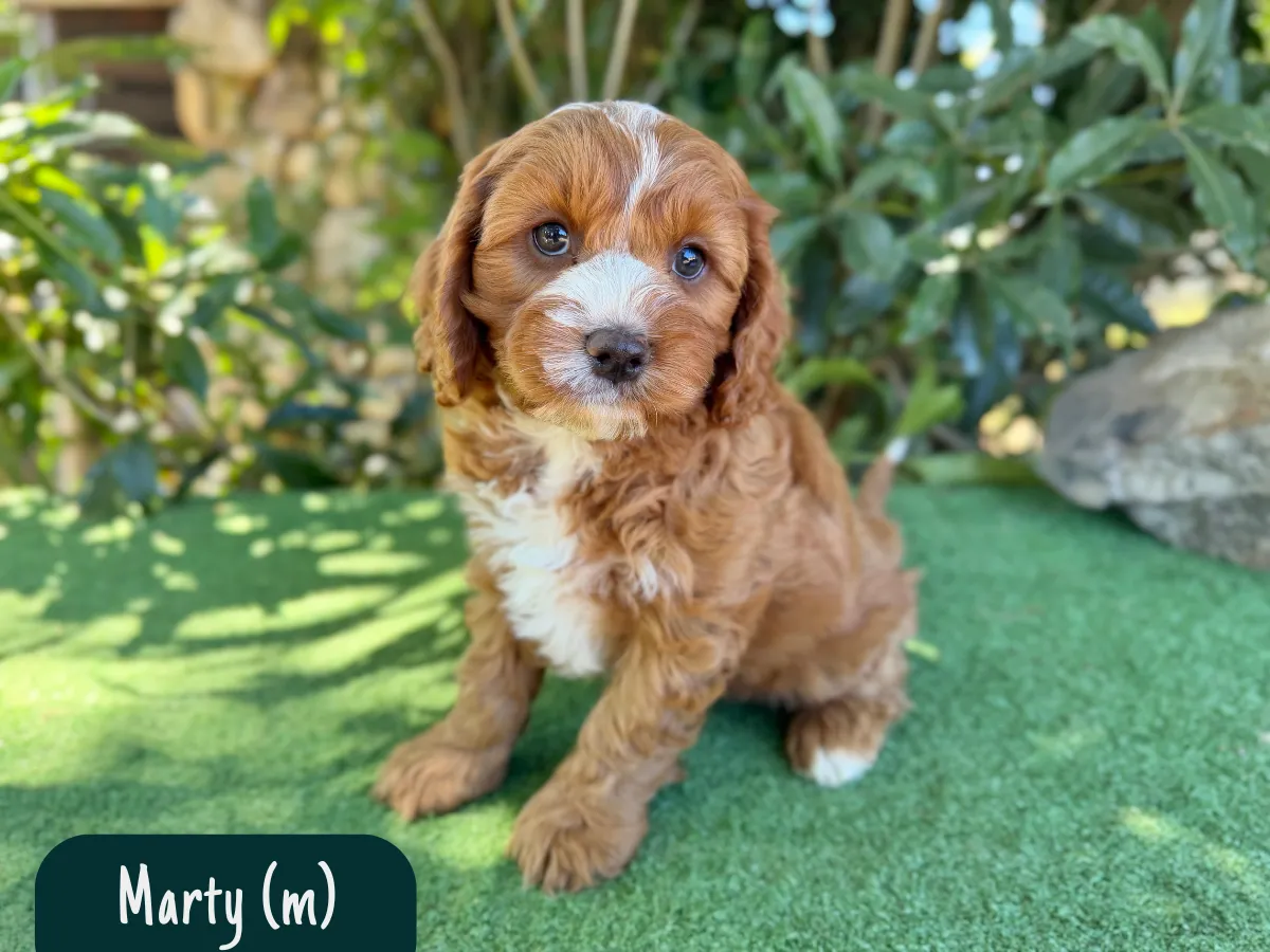 f1-cavoodle-puppy