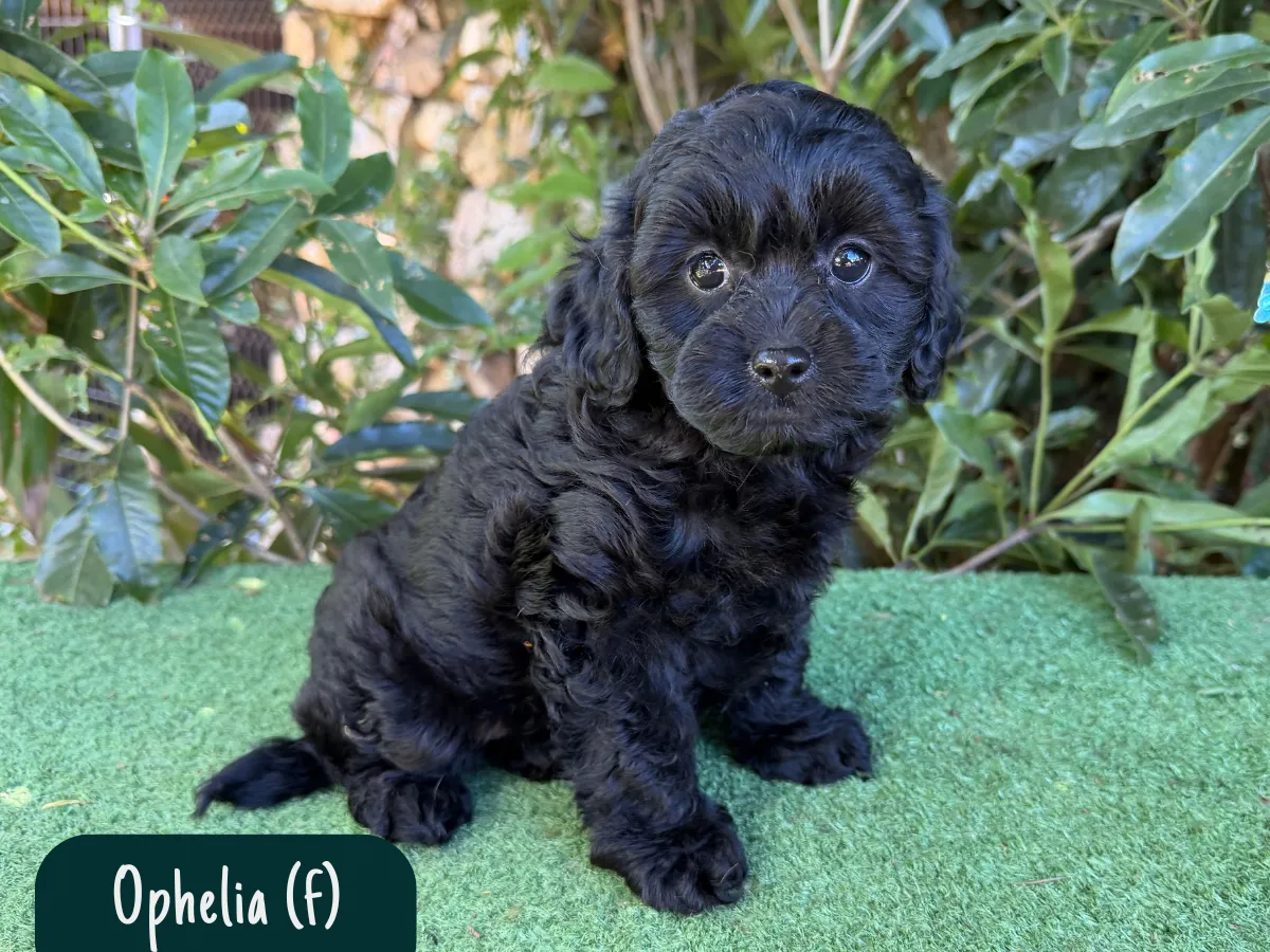 cavoodle-puppies-melbourne