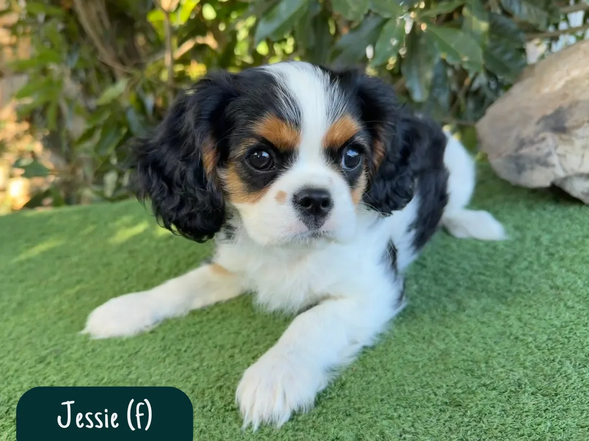 cavalier-puppies-melbourne-victoria