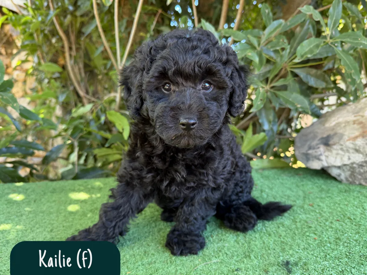 bordoodle-puppies-for-sale