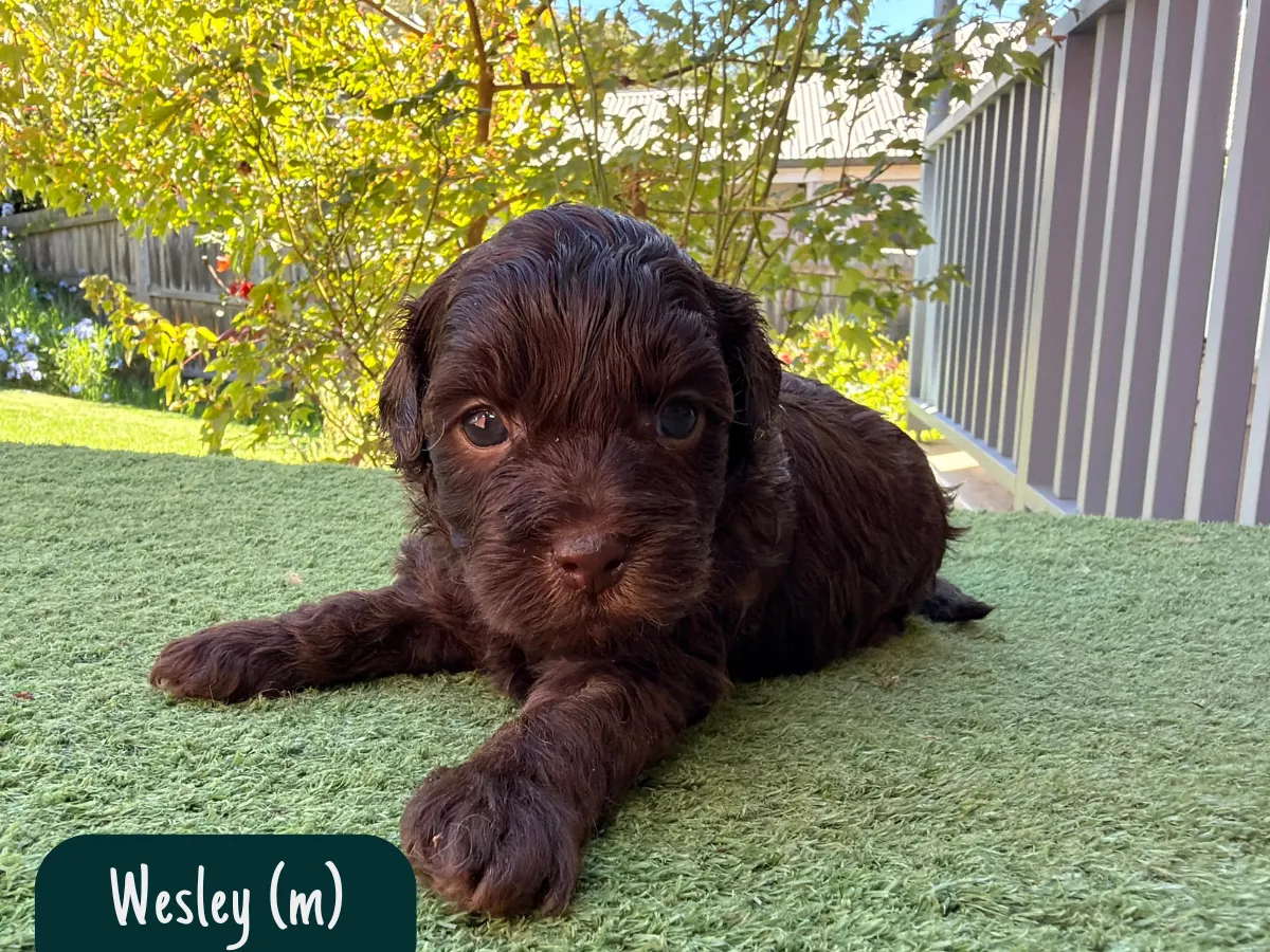 f1b-cavoodles-melbourne