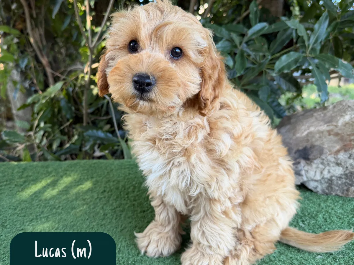 cavoodle-puppies-available