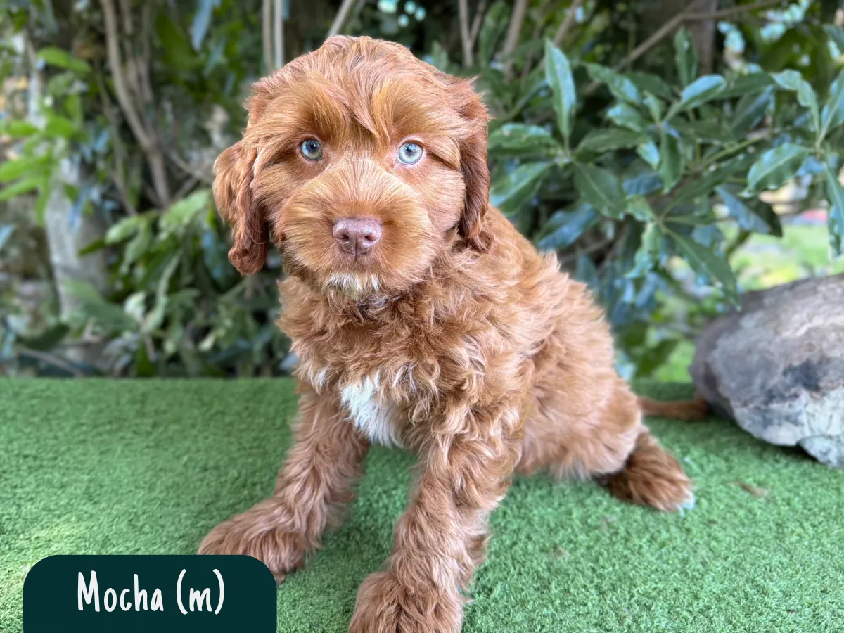 cavoodle-puppies-available