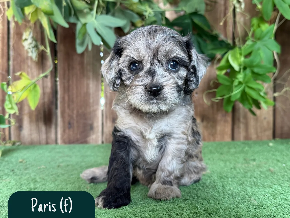 cavoodle-pups-victoria