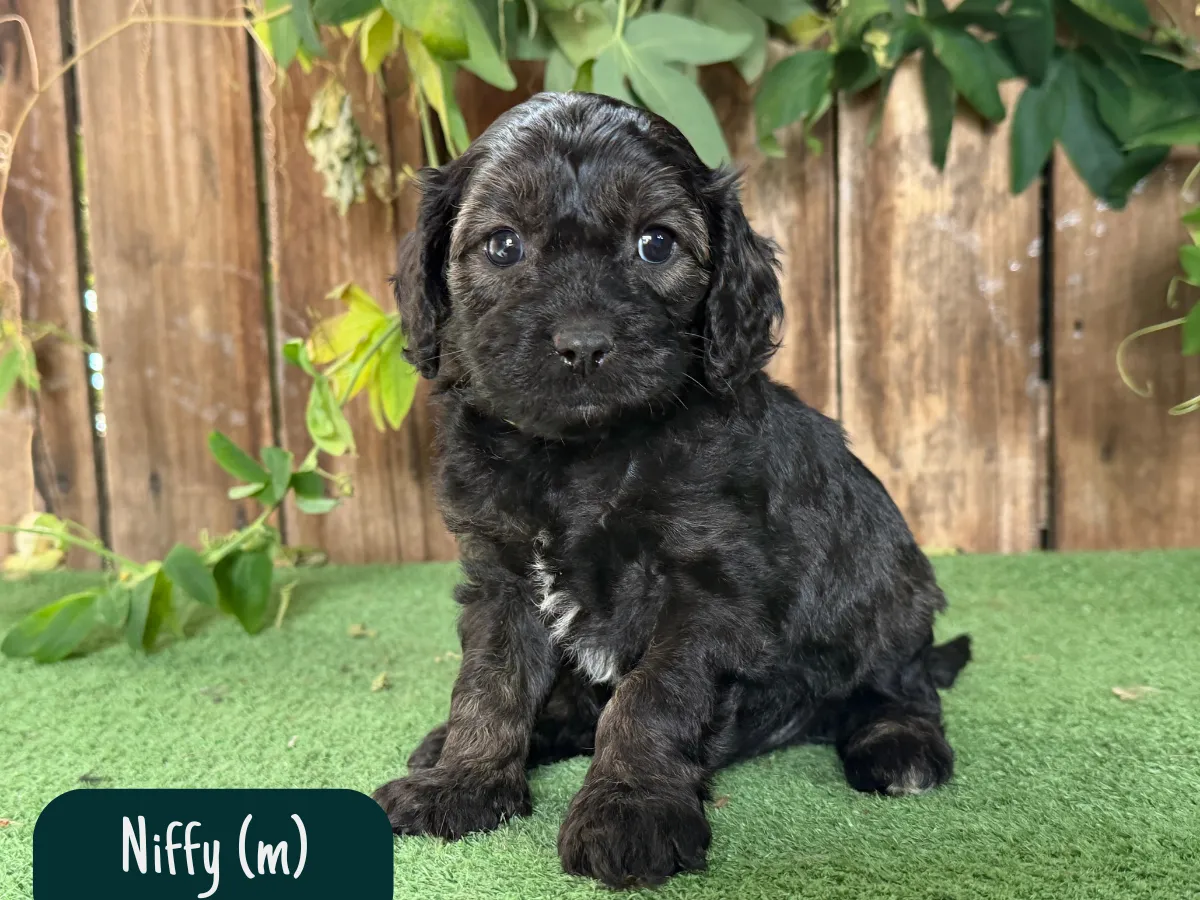 cavoodle-pups-victoria