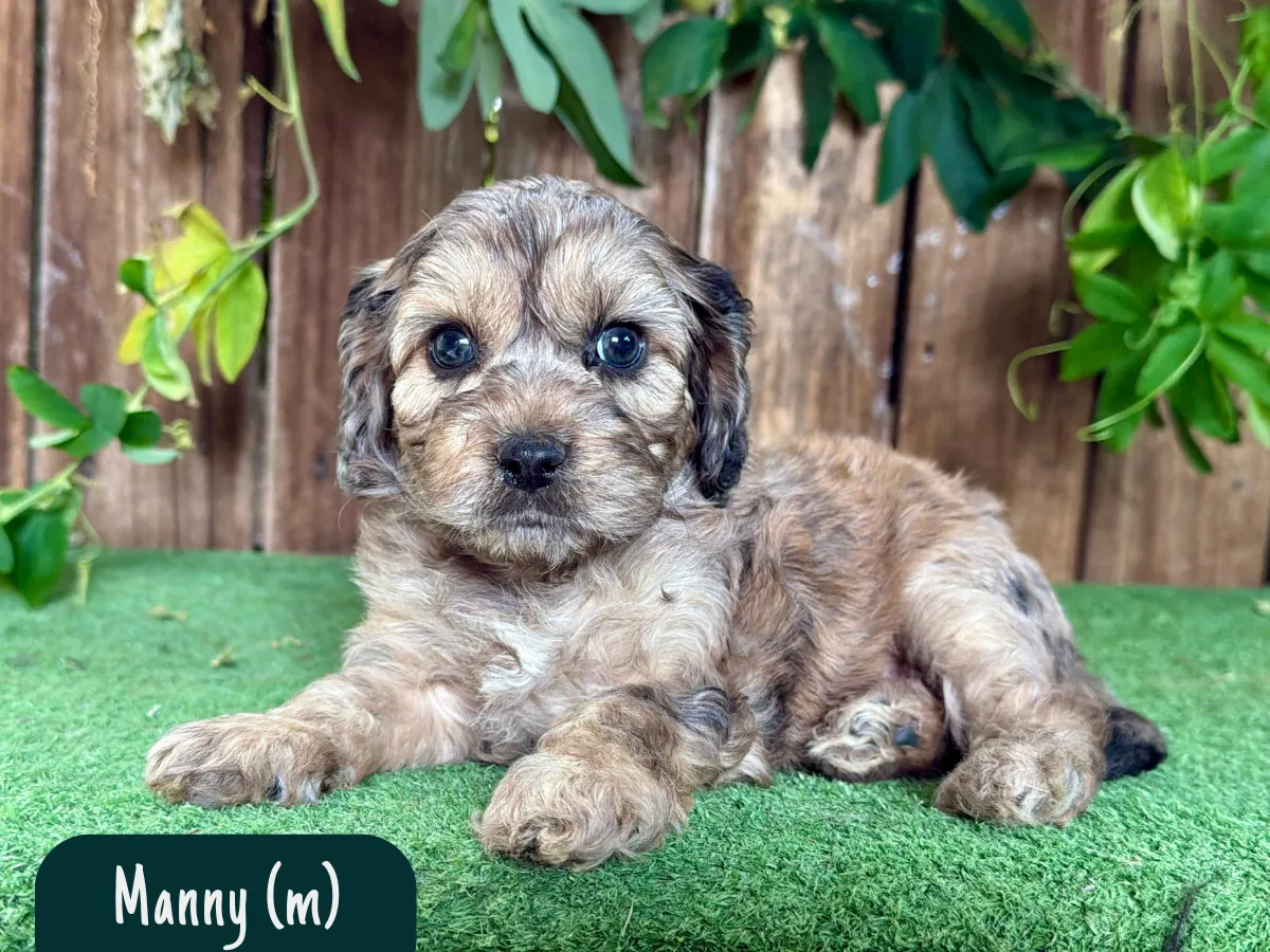 cavoodle-pups-victoria