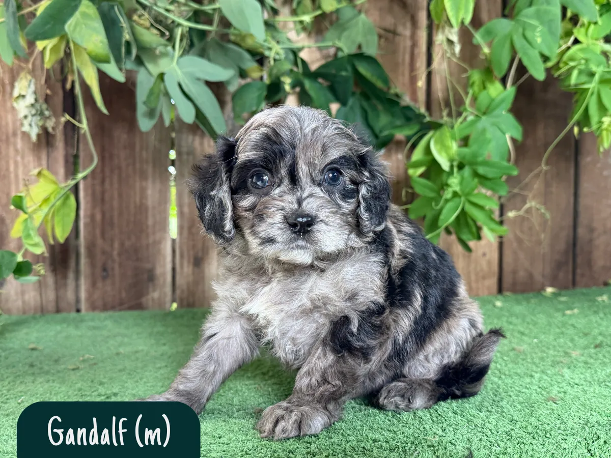 cavoodle-pups-victoria