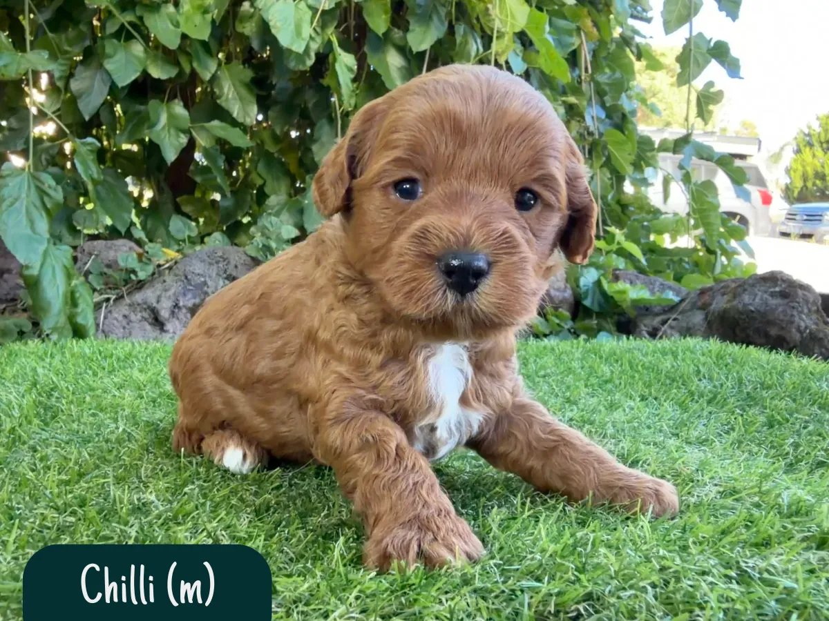f1b-cavoodle