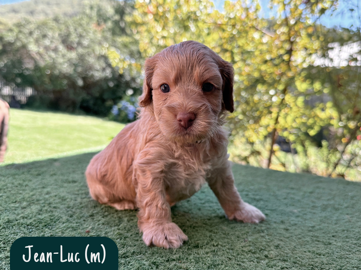 f1b-cavoodles-melbourne