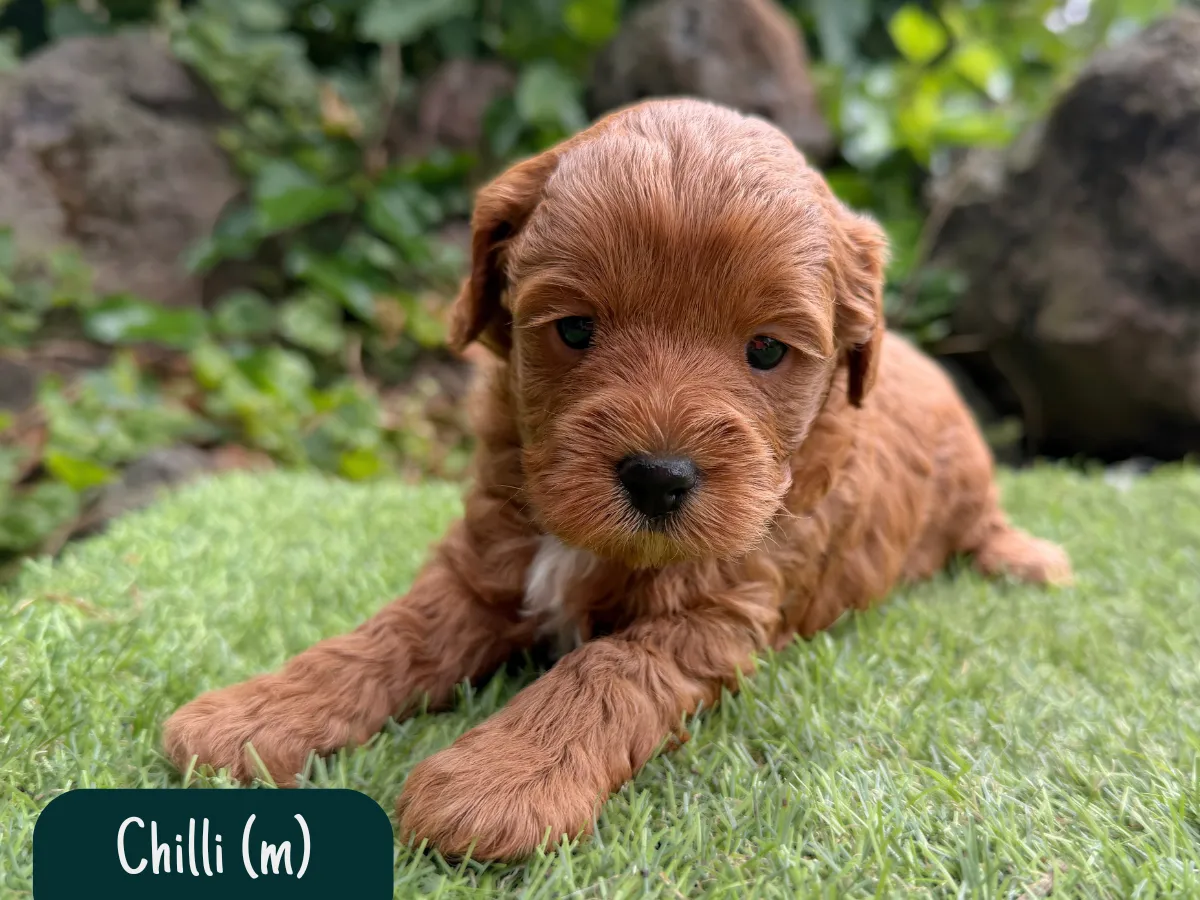 f1b-cavoodle