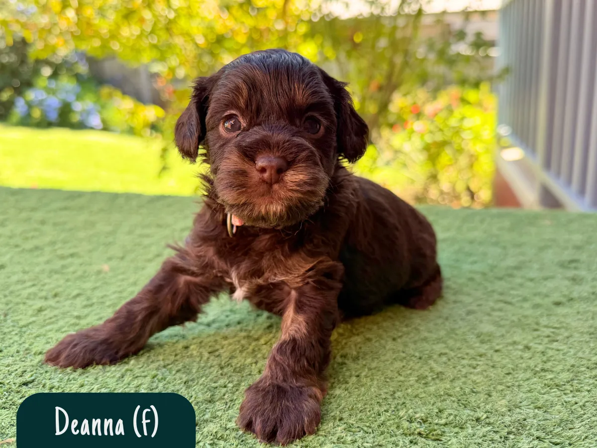 f1b-cavoodles-melbourne