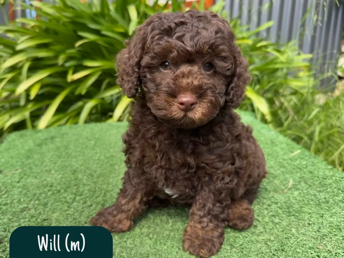 f1b-cavoodles-melbourne