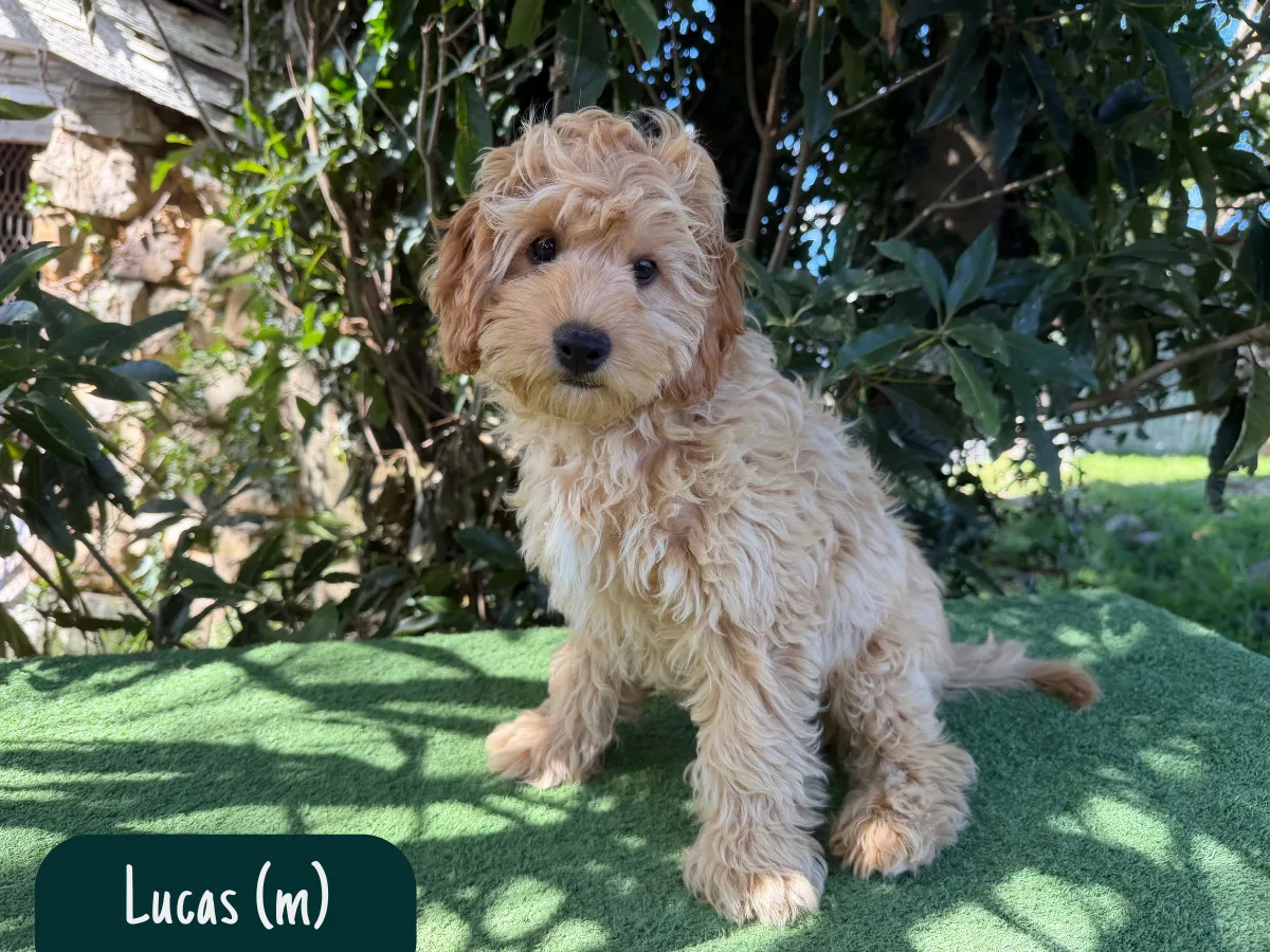 cavoodle-puppies-available