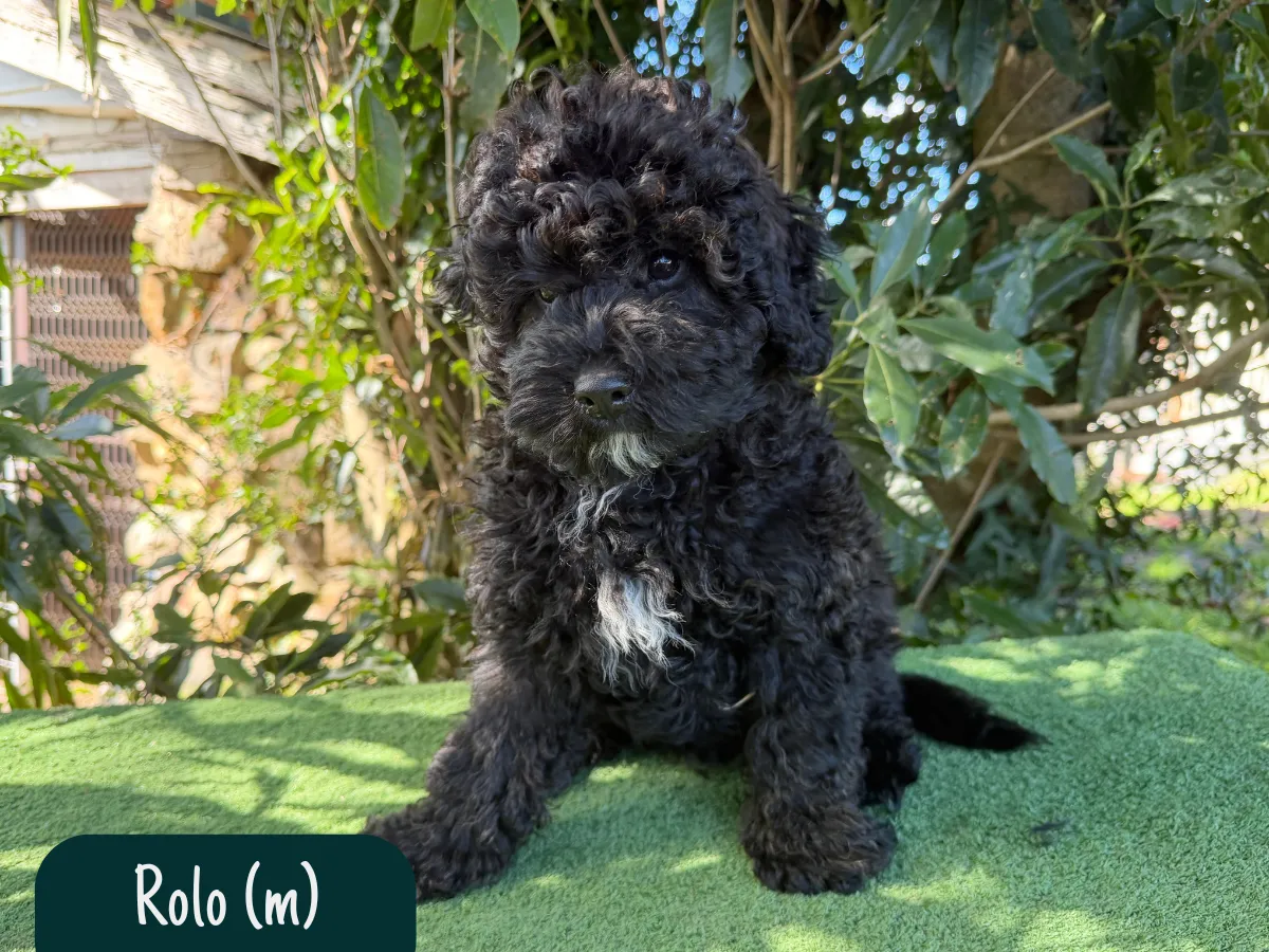 cavoodle-puppies-available