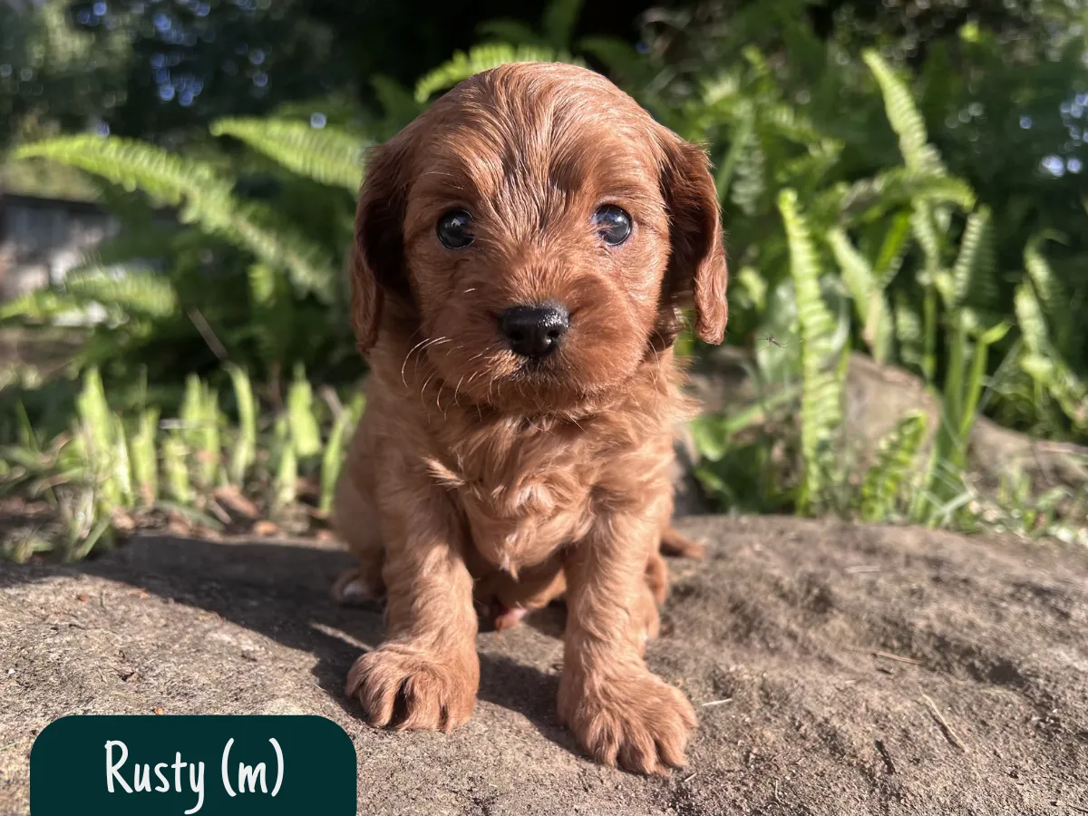 toy-cavoodle-puppies-victoria