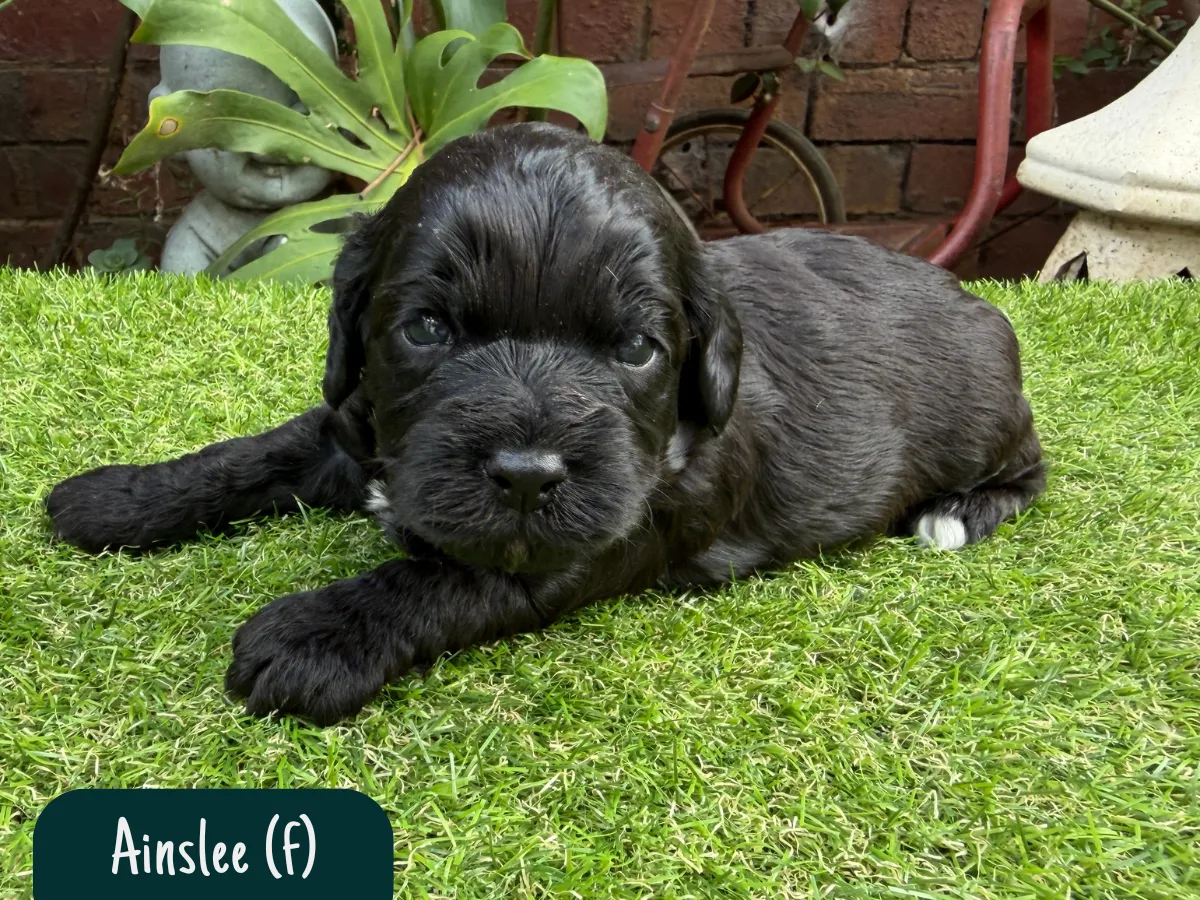 cavoodle-puppies-for-sale