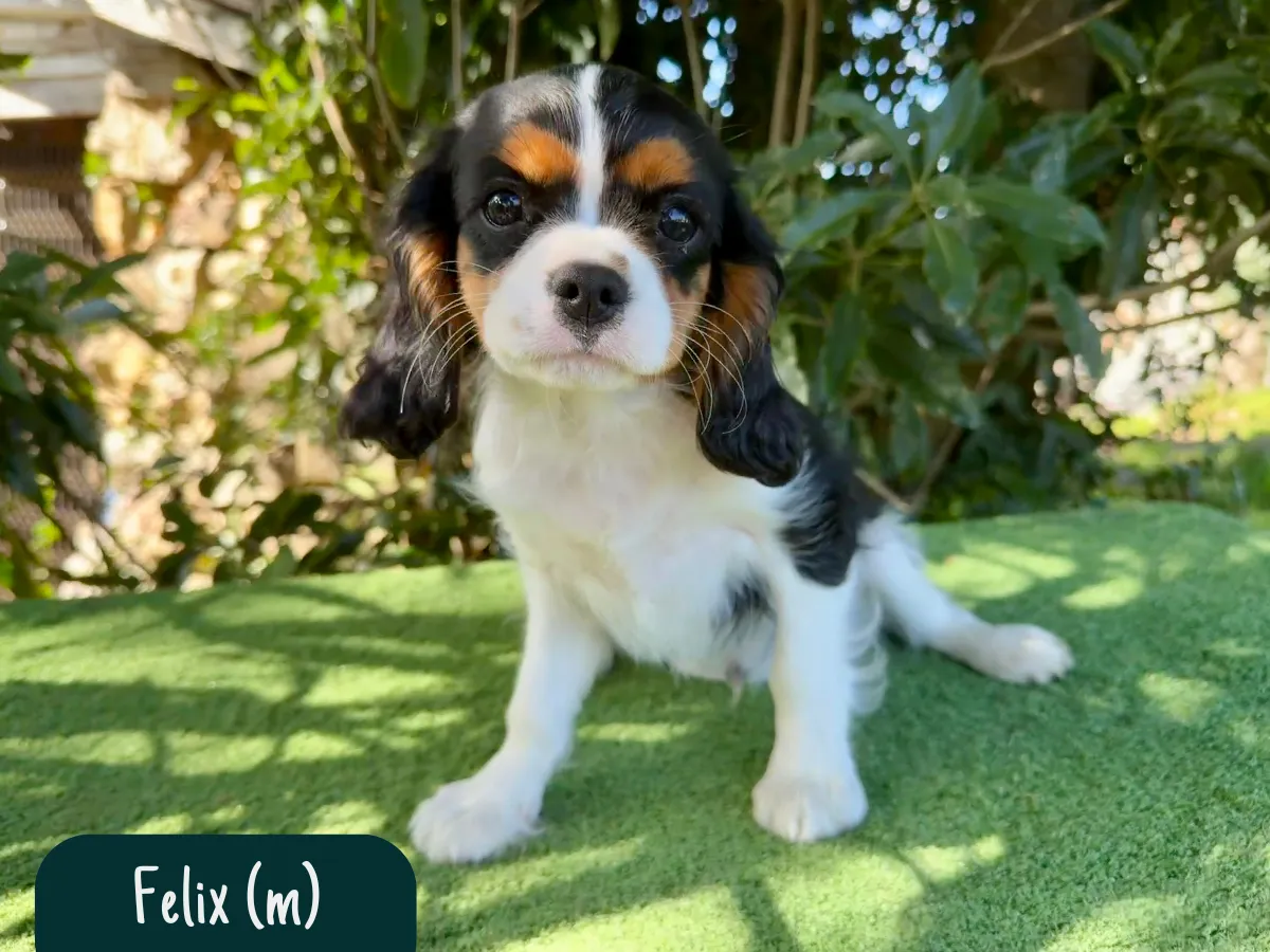 king-charles-cavaliers