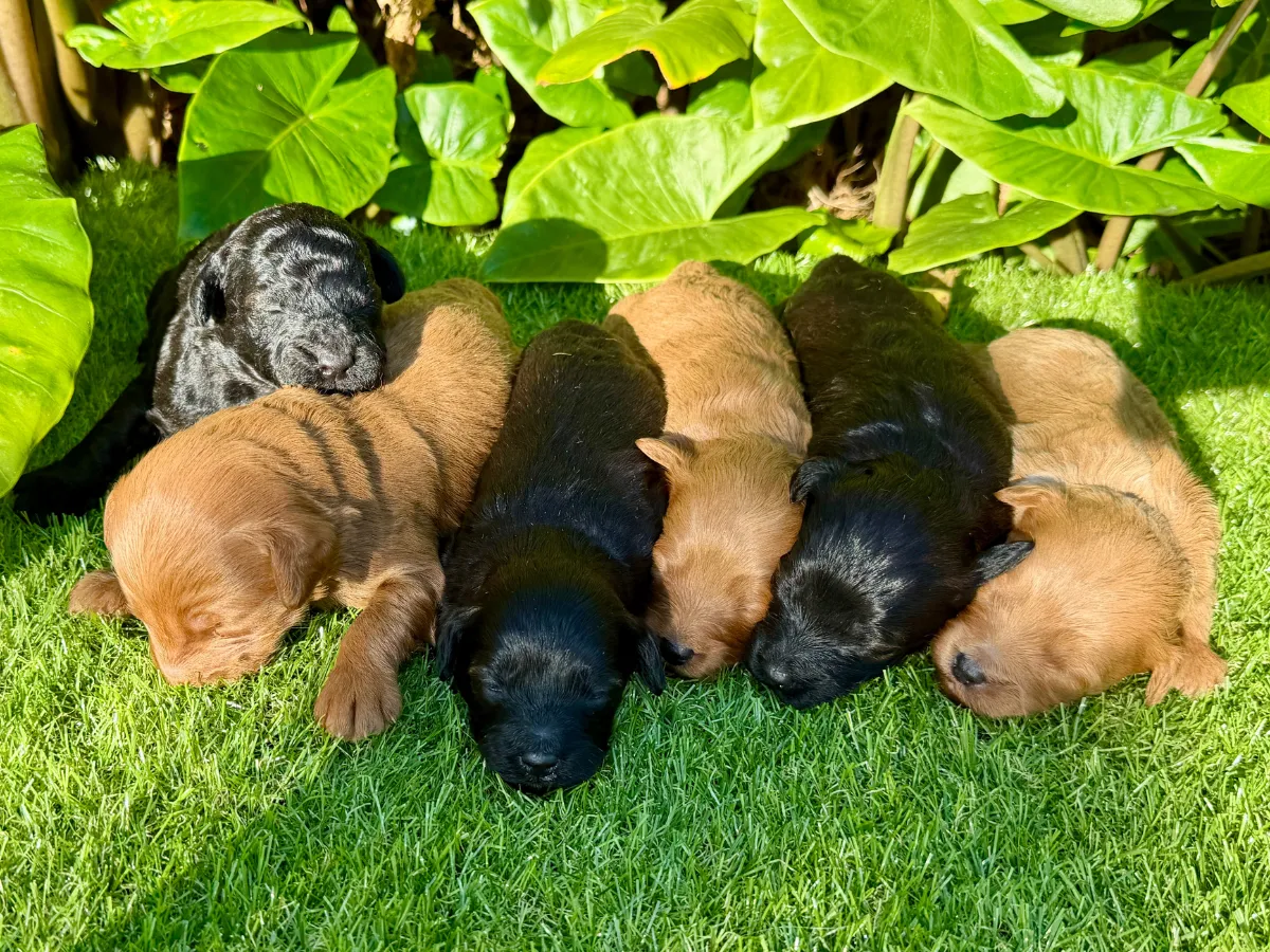 bordoodle-puppies