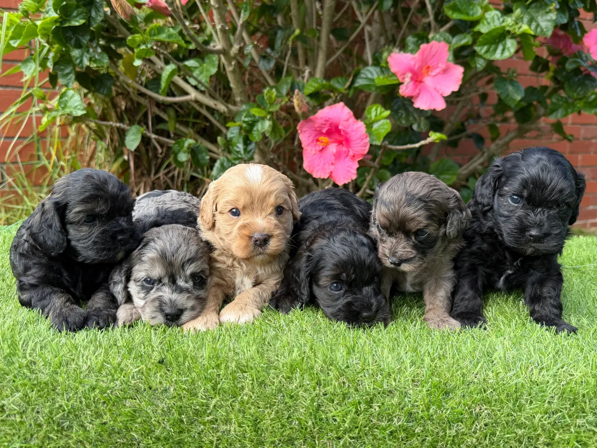 cavoodle-pups-available