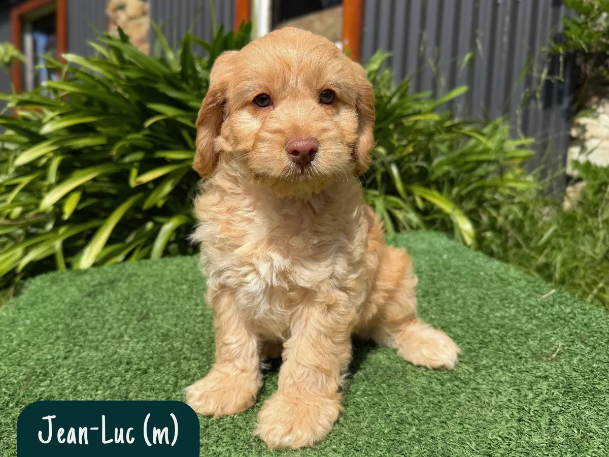 f1b-cavoodles-melbourne