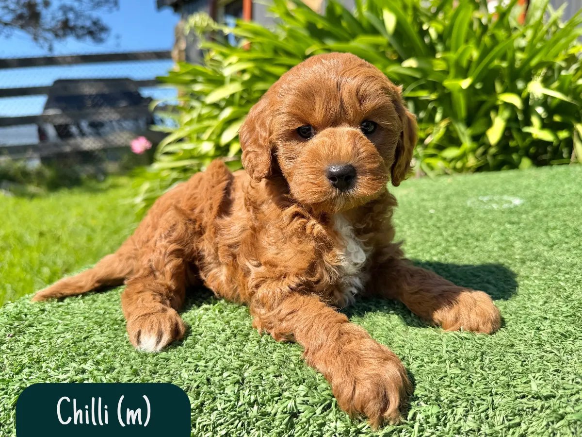 f1b-cavoodle