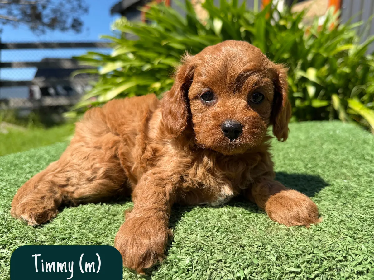 toy-cavoodle-puppies-victoria